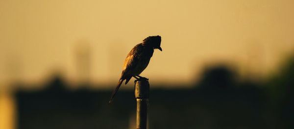 Close-up of bird perching on branch