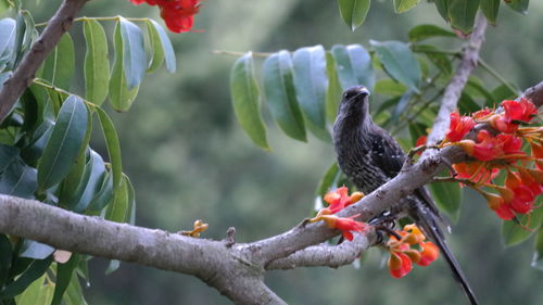 Close-up of wattlebird perching on tree