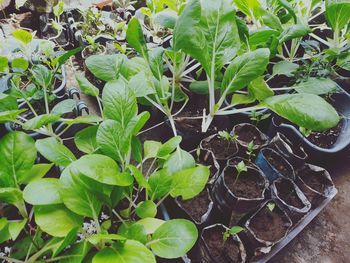 High angle view of fresh green leaves on plant