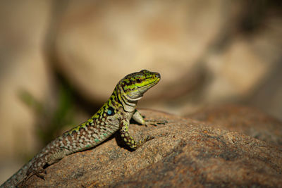 Close-up of lizard on rock