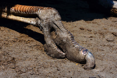 Close-up of lizard on sand