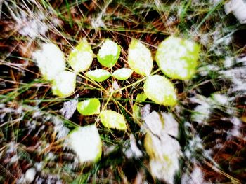 Close-up of cactus plants