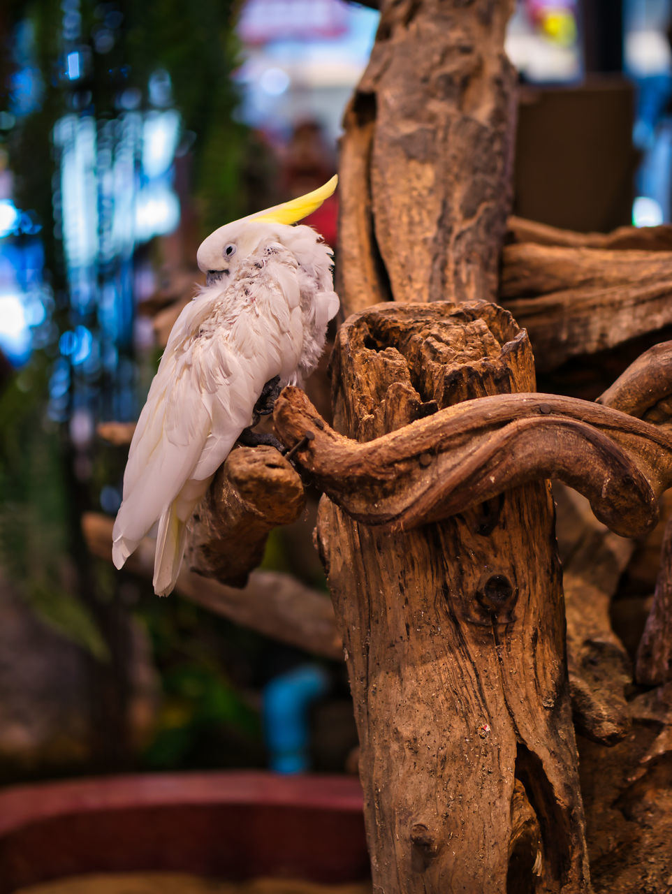 CLOSE-UP OF PARROT PERCHING ON TREE TRUNK