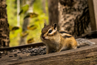 Close-up of chipmunk in the feeder