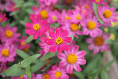 Close-up of pink flowering plants