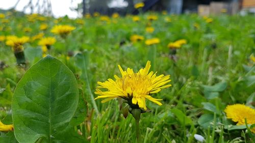 Close-up of yellow flowering plants on field