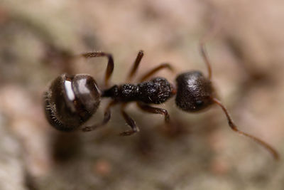 Close-up of ant