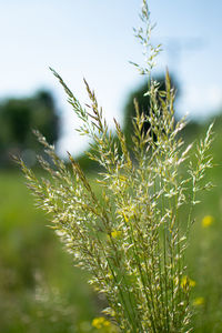 Close-up of stalks in field against sky