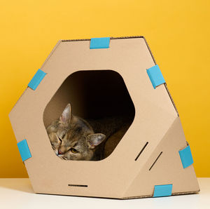 An adult straight-eared scottish cat sits in a brown cardboard house for games and recreation on