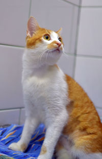 Close-up of a cat looking away