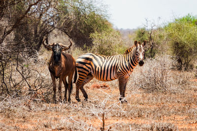 Wildebeast and a zebra amidst acacia trees in savannah grasslands of tsavo west national park, kenya