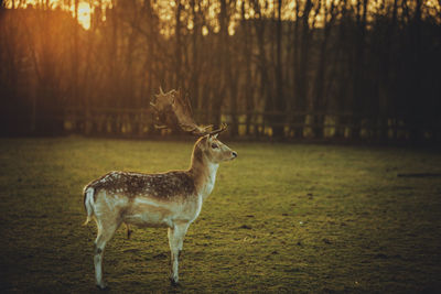 Deer on field