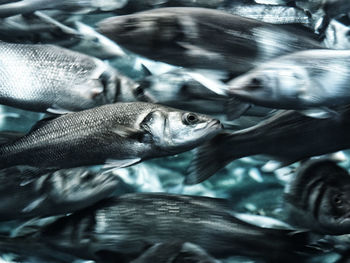 Blurred motion of fishes swimming in sea