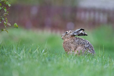 Close-up of bird on grass