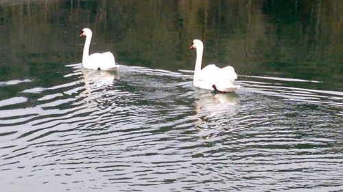 Bird flying over lake