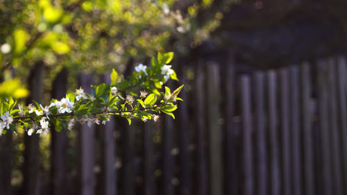 Close-up of yellow flowering plant