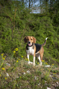 Dog posing in the middle of nature