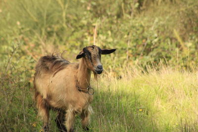 Animal grazing on grassy field