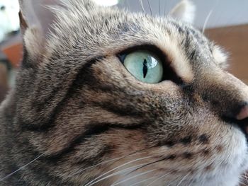 Close-up of cat