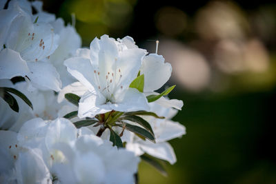 Close-up of white flowers