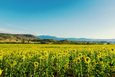 Scenic view of yellow flower field against sky