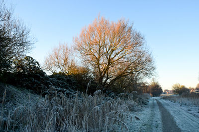 Bare tree on field against sky