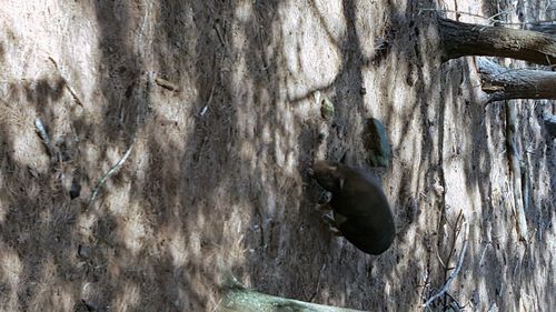 Close-up of bird on tree trunk