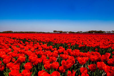 Red flowers growing on field against sky