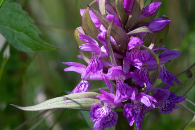 Close-up of purple flowering plant