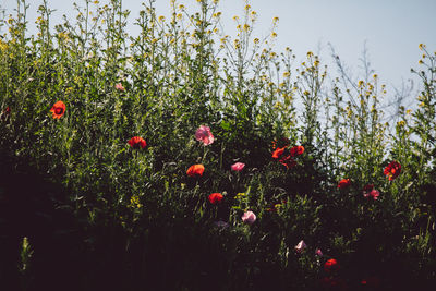 Close-up of red poppy flowers in field