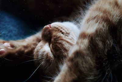 Close-up of cat sleeping