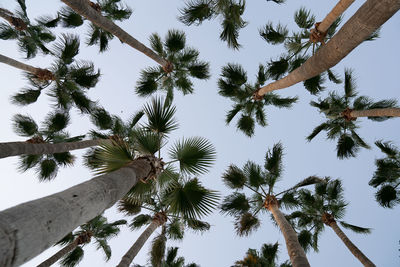 Low angle view of palm trees against sky