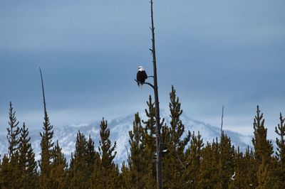 Low angle view of bird perching on a tree