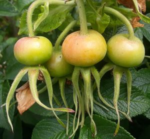 Close-up of fruits growing on plant