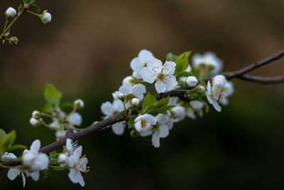 Close-up of white cherry blossoms in spring