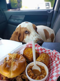 Close-up of dog in car