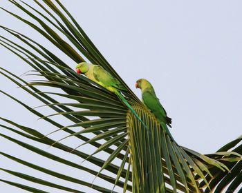 Low angle view of parrot perching on tree