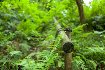 Close-up of bamboo amidst trees in forest