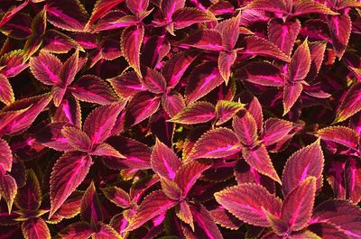 Full frame shot of autumn leaves