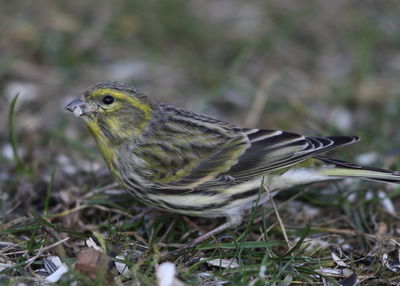 Close-up of bird perching on a field