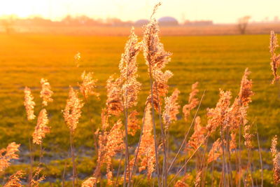 Close-up of stalks in field against sky