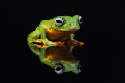 Close-up of frog over black background