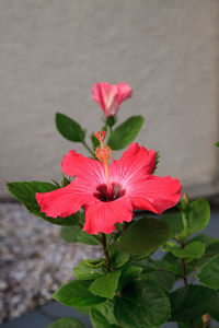 Close-up of pink hibiscus flower