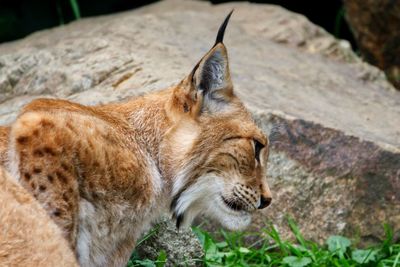 Close-up of a lynx looking away