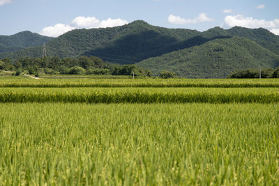 Scenic view of agricultural field against sky