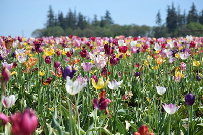 Flowers growing in field