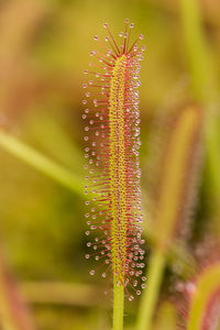 Close-up of plant