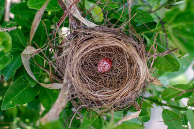 High angle view of bird nest