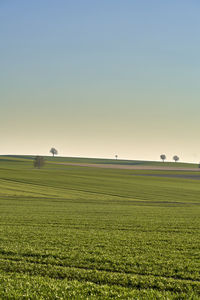 Scenic view of agricultural field against clear sky