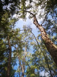 Low angle view of trees against sky